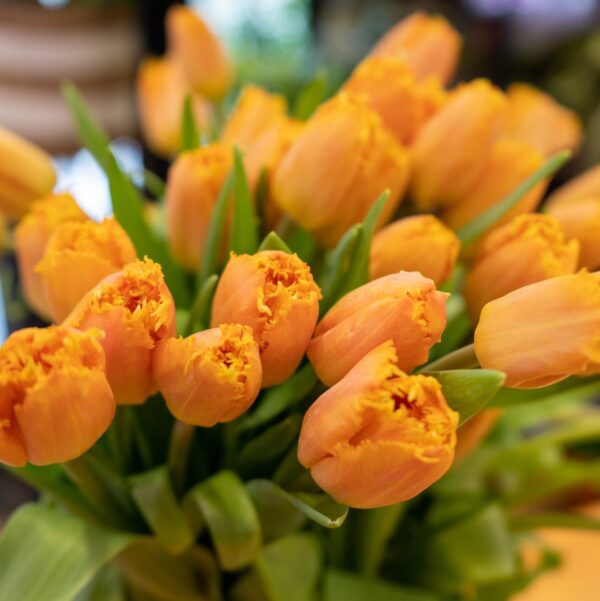 Tulipanes - Imagen 5