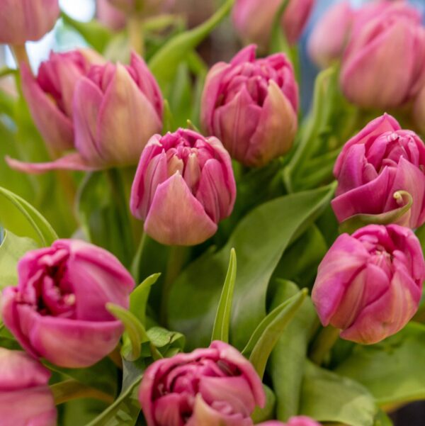 Tulipanes - Imagen 4