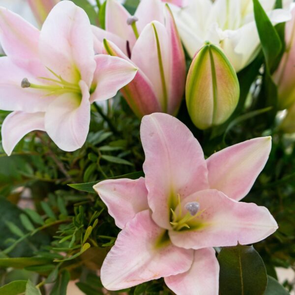 Lilium - Imagen 2