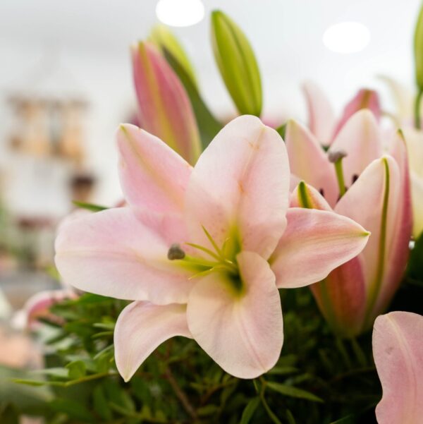 Lilium - Imagen 4