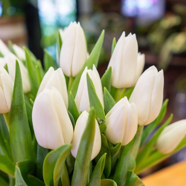 Tulipanes - Imagen 3