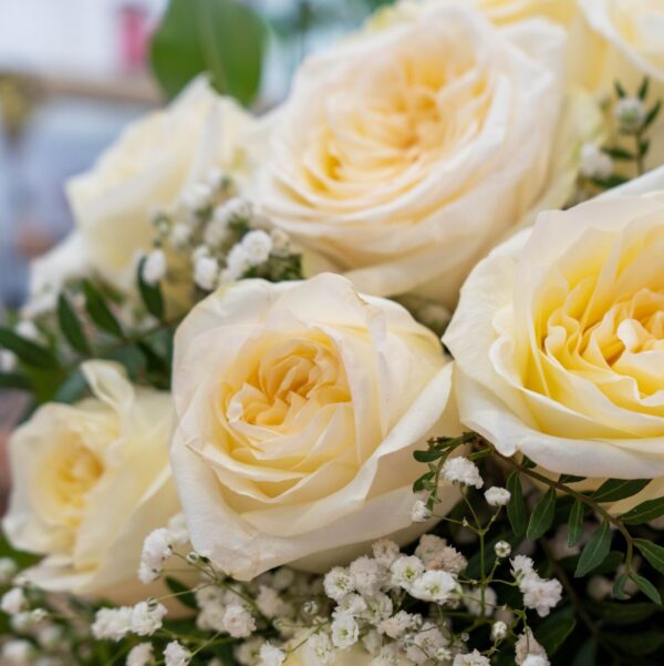 Rosas Blancas - Imagen 3