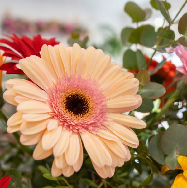 Gerberas - Imagen 3