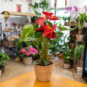 Planta de anthurium natural con flores tropicales