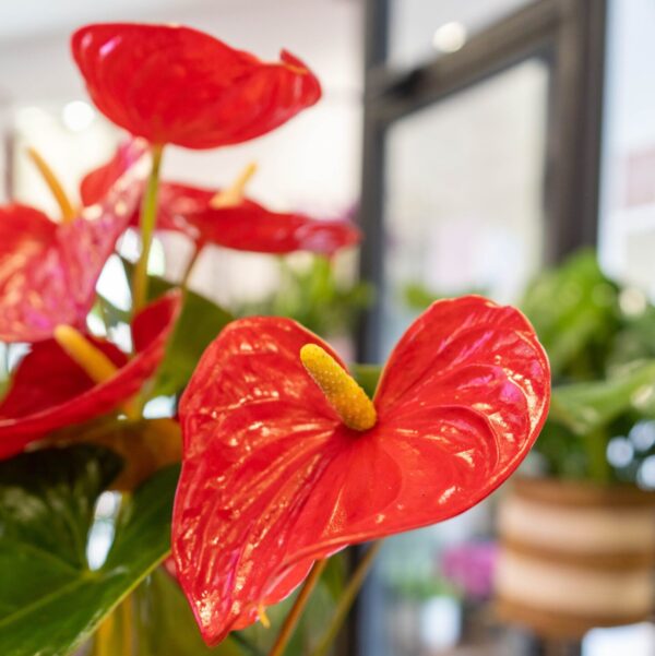 Anthurium - Imagen 2