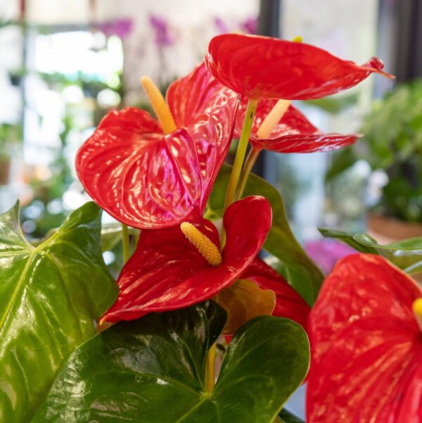 Anthurium - Imagen 3