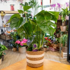 Planta Monstera natural de interior