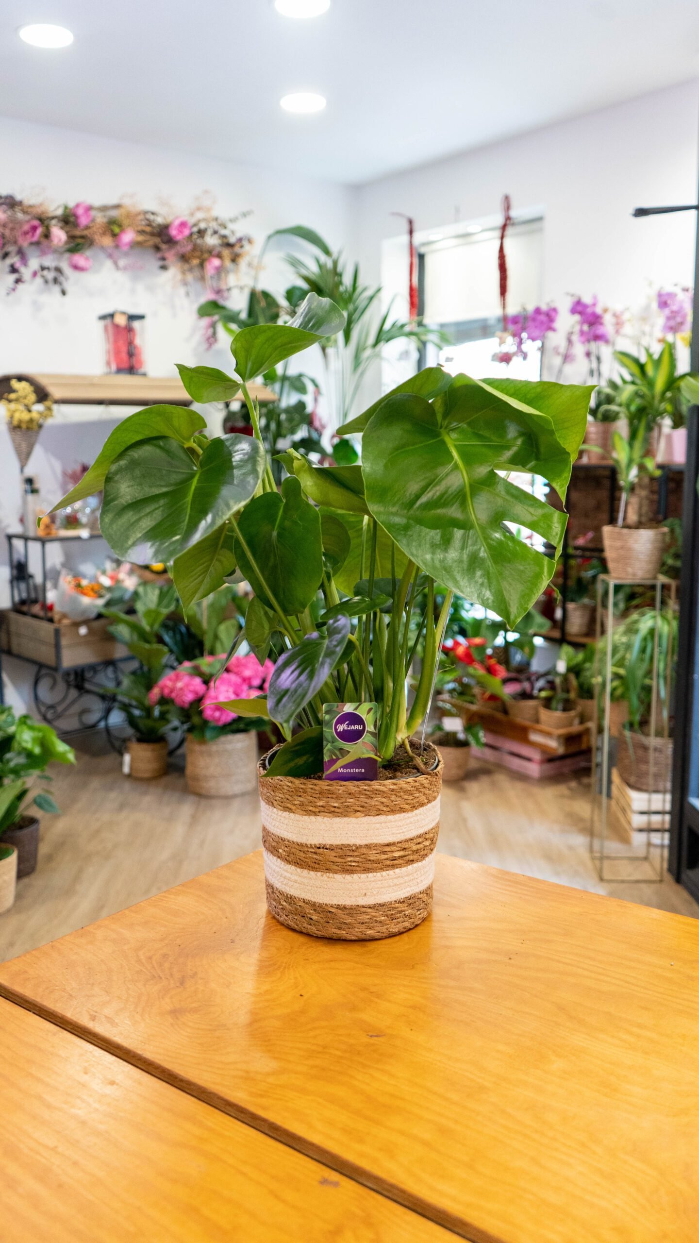 Monstera Rosa Planta Monstera Natural de Interior - lavidaenrosafloristeria.com