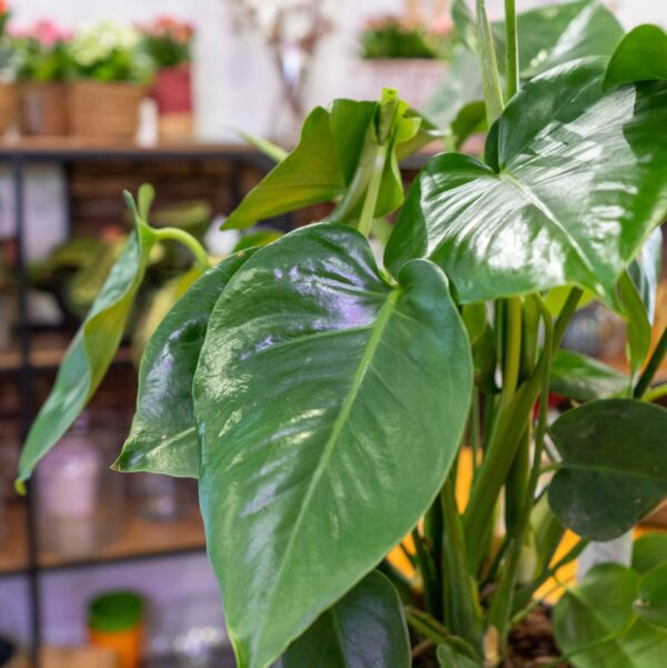 Monstera - Imagen 2