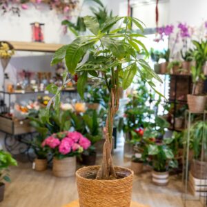Pachira aquatica, árbol del dinero con tronco trenzado
