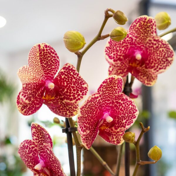 Orquídea - Imagen 5