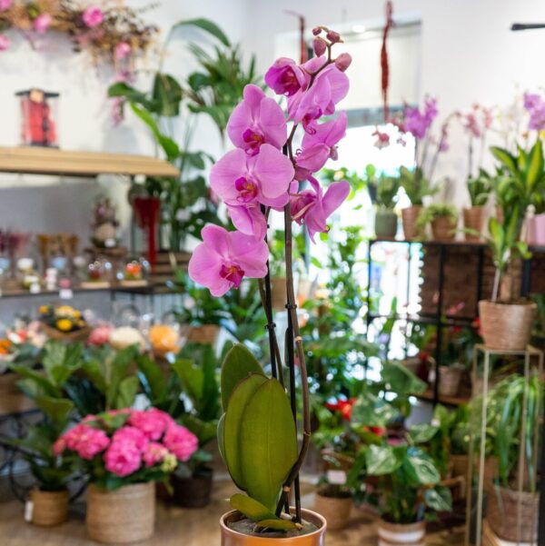 Orquídea - Imagen 4