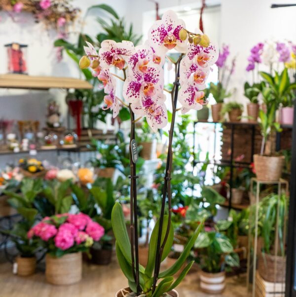 Orquídea - Imagen 2