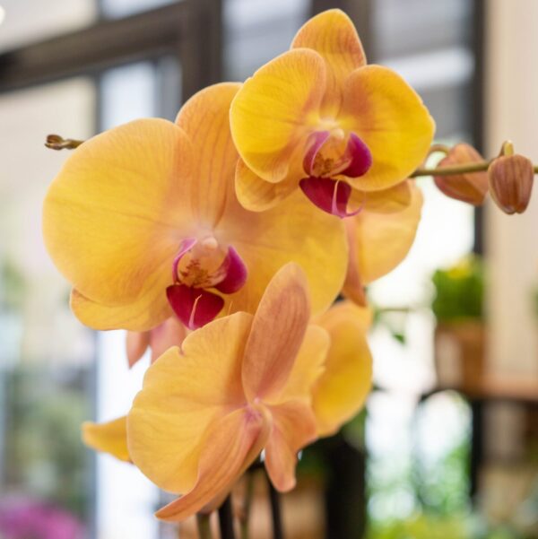 Orquídea - Imagen 3