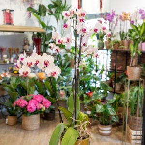 Orquídea Phalaenopsis en flor, planta elegante y duradera ideal para regalar