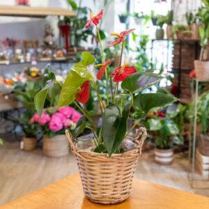 Anthurium pequeño en maceta, planta tropical de interior con flores rojas