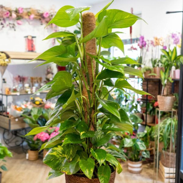 Poto planta interior natural