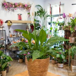Planta Spathiphyllum Cuna de Moisés con flor blanca en interior de floristería