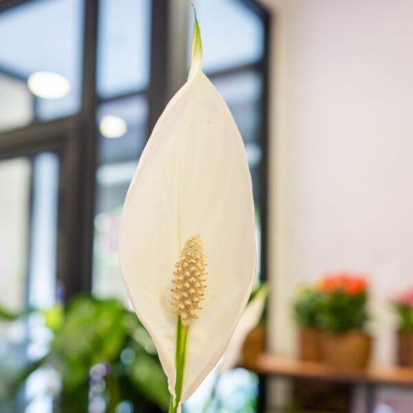 Spathiphyllum - Imagen 2