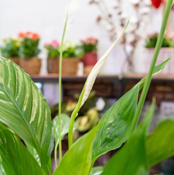 Spathiphyllum - Imagen 3