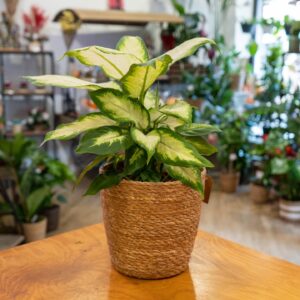 Planta de Dieffenbachia natural en maceta, ideal para decorar interiores con un toque tropical y elegante.